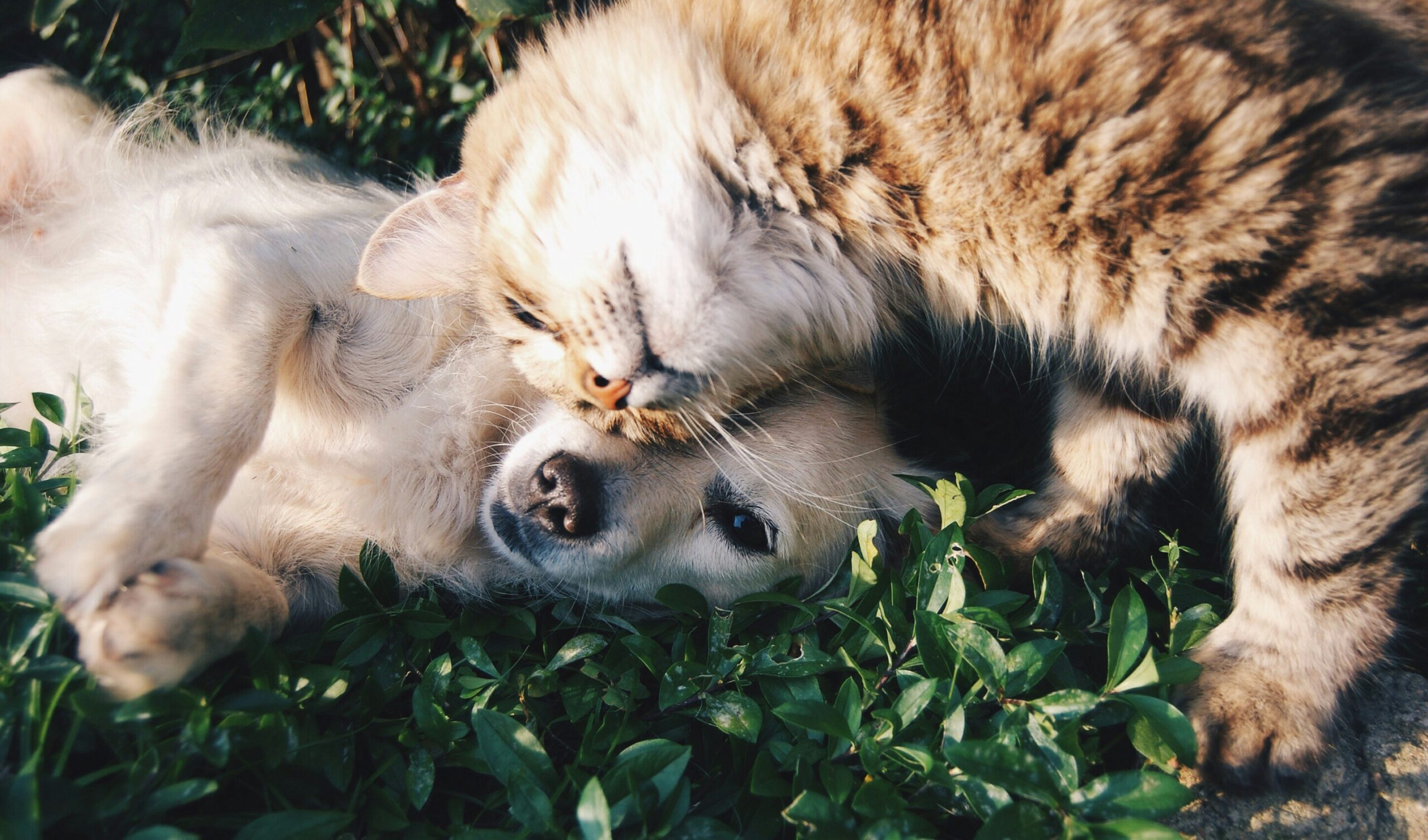 Melhores Produtos Pets: Guia Completo Para Comprar Certo e Cuidar Melhor do Seu Animal