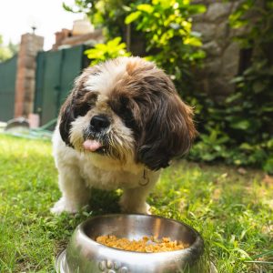 As 10 Melhores Rações para Cachorro: Guia Completo para Escolher a Ideal