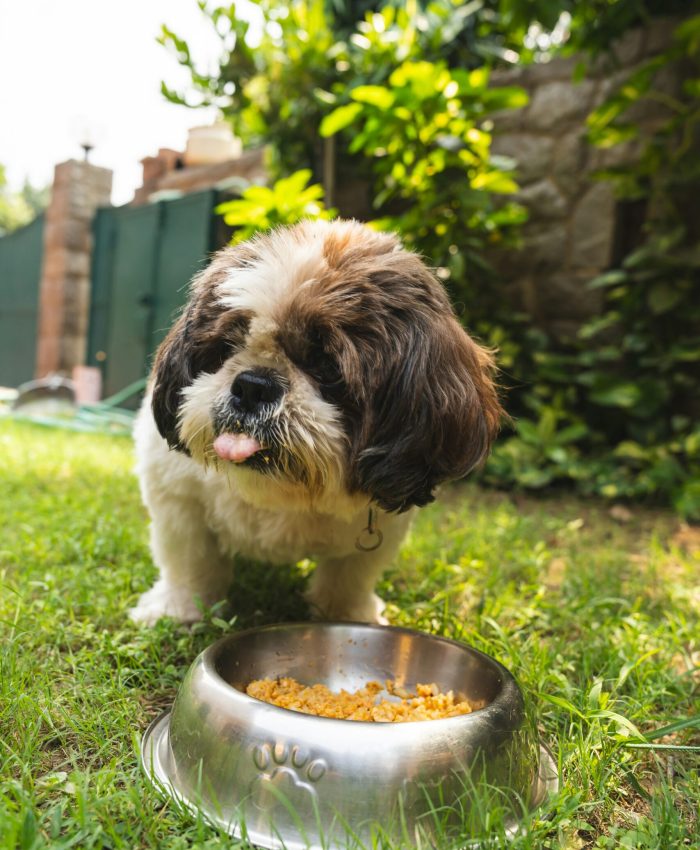 As 10 Melhores Rações para Cachorro: Guia Completo para Escolher a Ideal