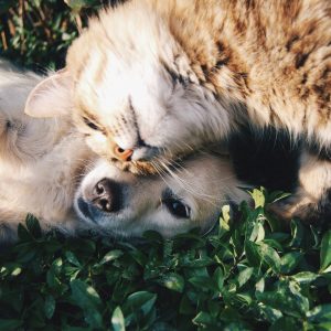 Melhores Produtos Pets: Guia Completo Para Comprar Certo e Cuidar Melhor do Seu Animal