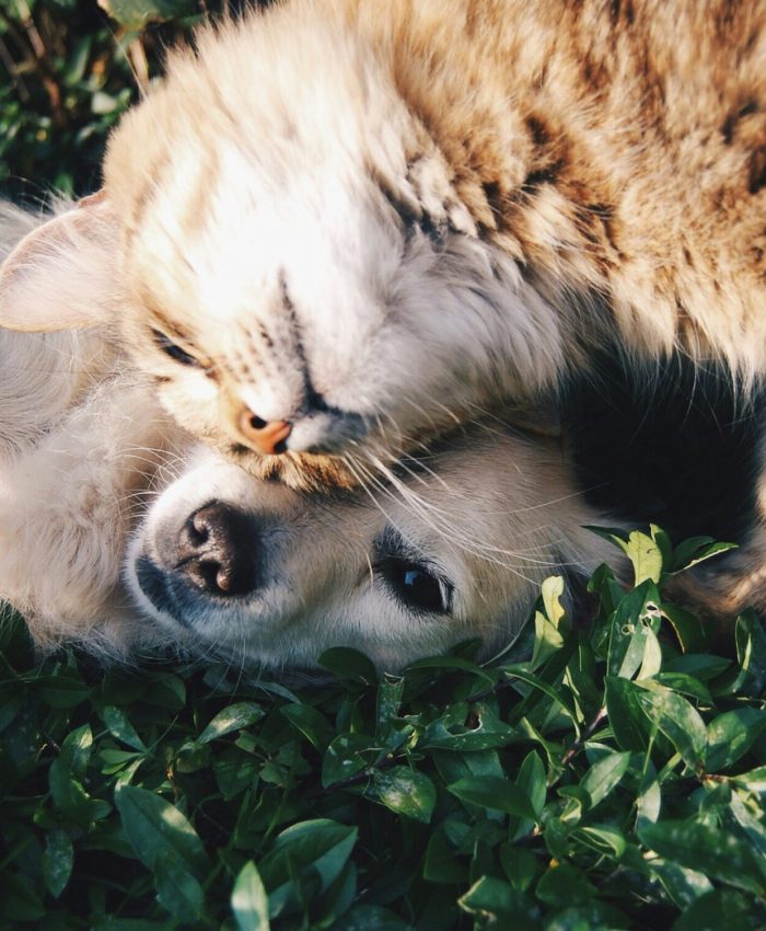 Melhores Produtos Pets: Guia Completo Para Comprar Certo e Cuidar Melhor do Seu Animal